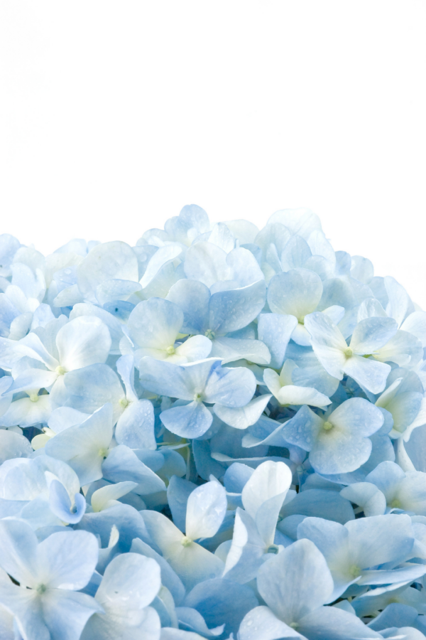 HYDRANGEA, IMPORT LIGHT BLUE (5 ST)