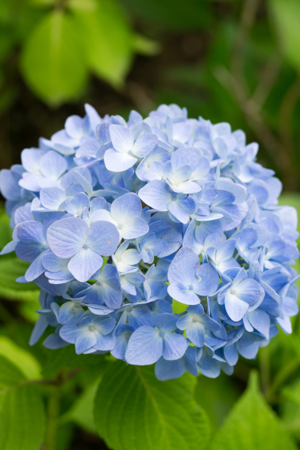 HYDRANGEA, IMPORT LIGHT BLUE (5 ST) - Image 3