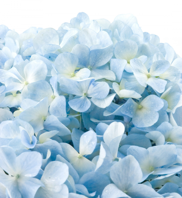 HYDRANGEA, IMPORT LIGHT BLUE (5 ST) - Image 2