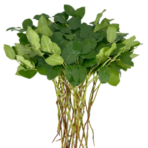 LEMON LEAF