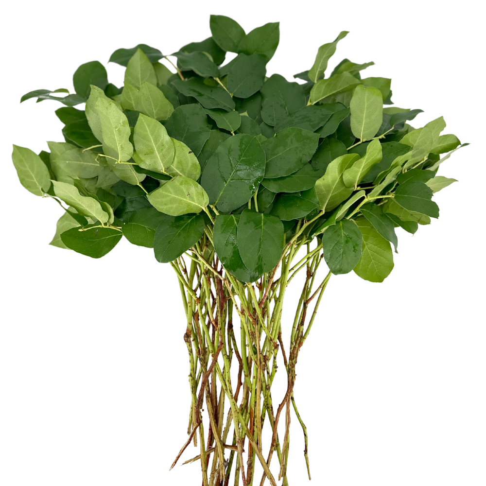 LEMON LEAF