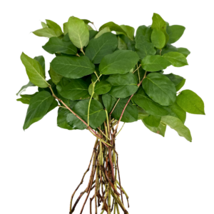 LEMON TIPS