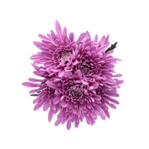 POM PON, CUSHION - LAVENDER