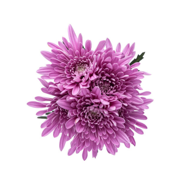 POM PON, CUSHION - LAVENDER