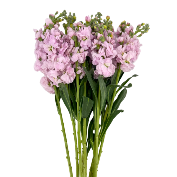 STOCK, PINK