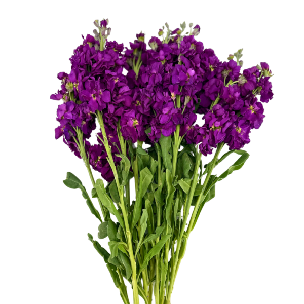 STOCK, PURPLE