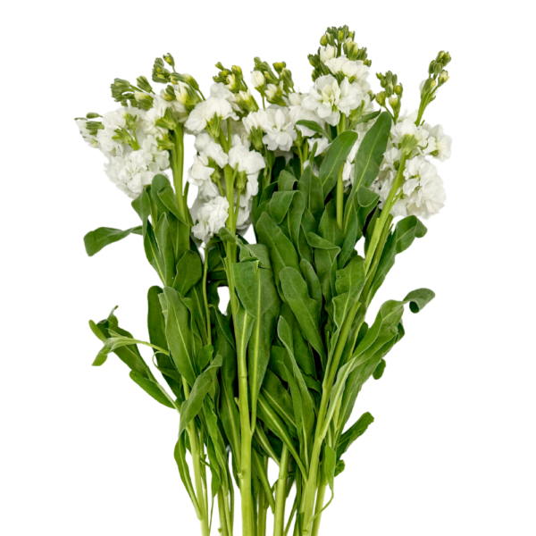 STOCK, WHITE