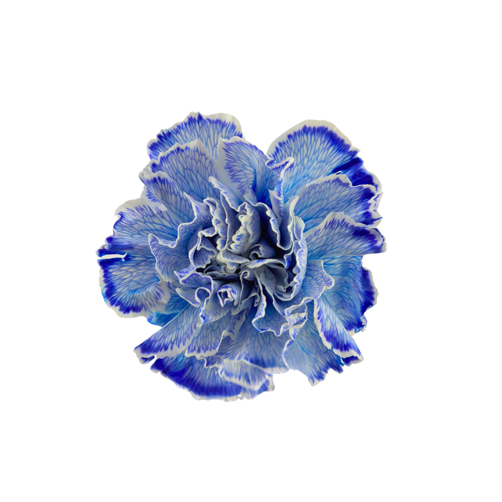 CARNATION, FANCY - TINTED BLUE