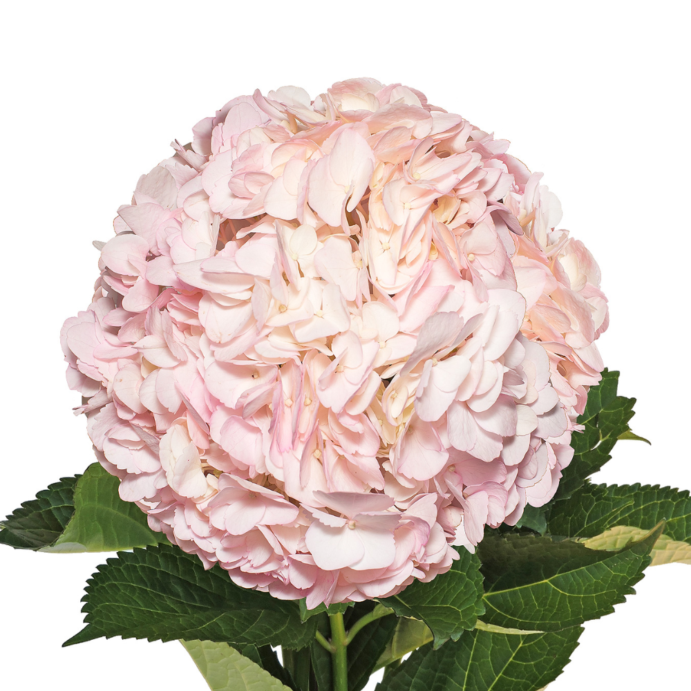 HYDRANGEA, IMPORT "LIGHT PINK"