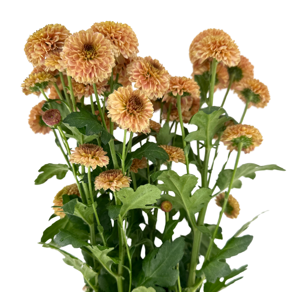 POM PON, BUTTON - PEACH