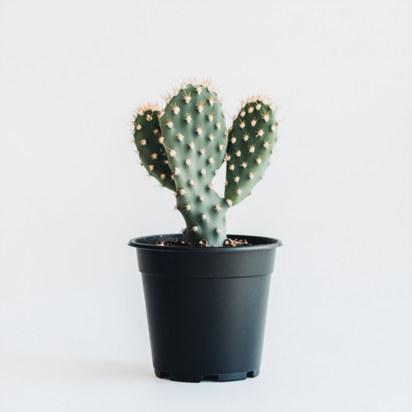2" CACTUS