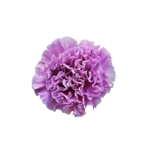 CARNATION, FLORIGENE "MOONAQUA"