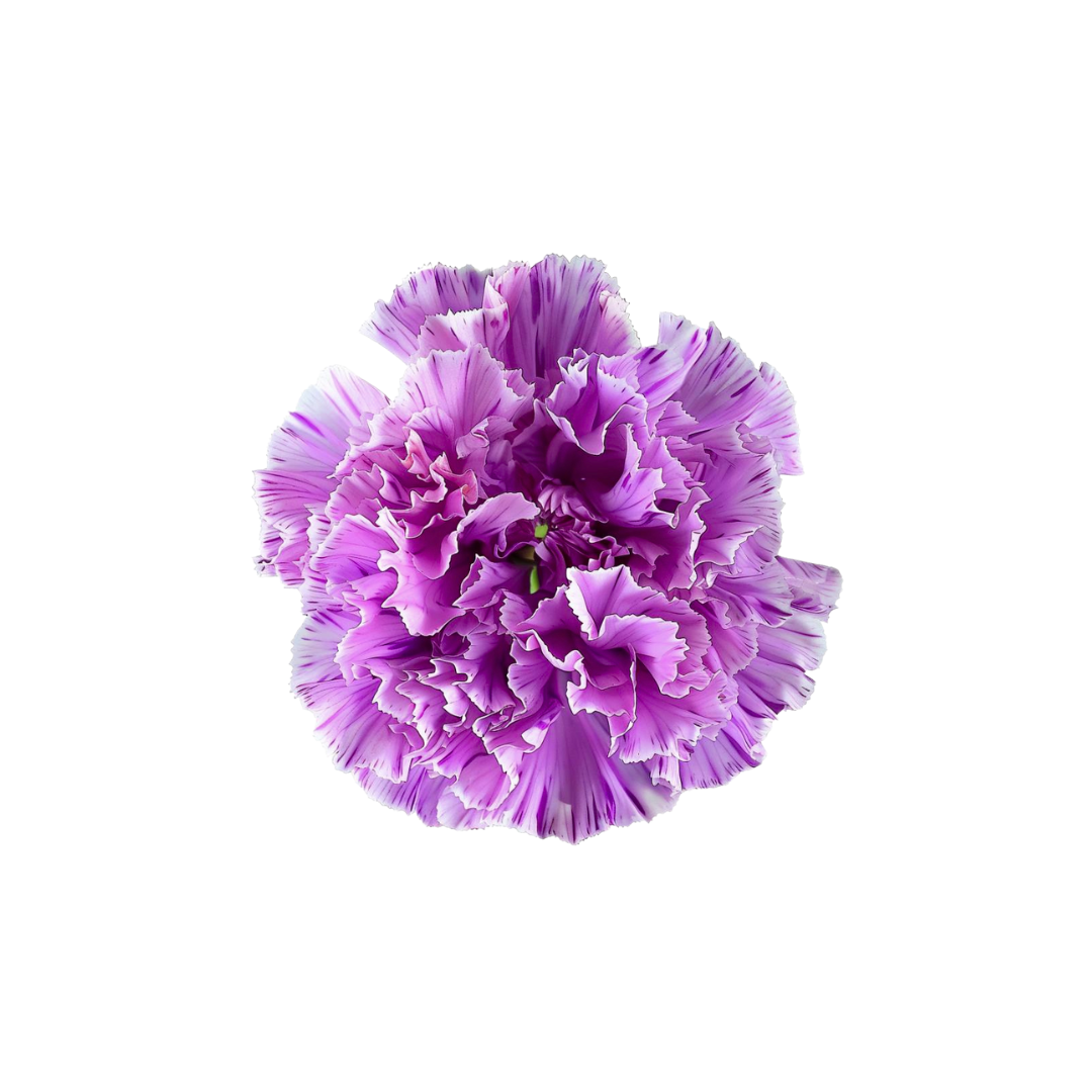 CARNATION, FLORIGENE "MOONBURST"