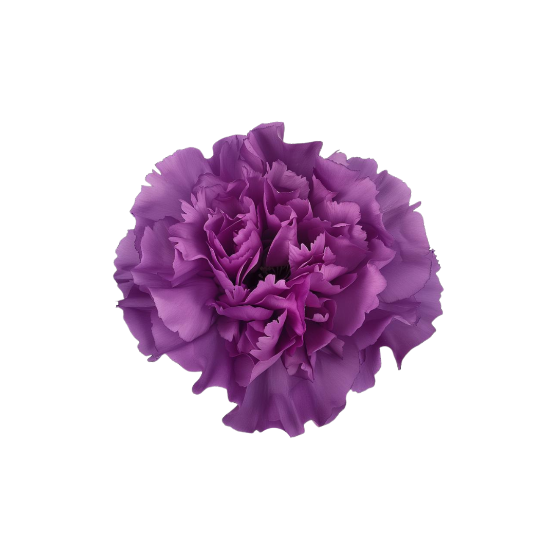 CARNATION, FLORIGENE "MOONLIGHT"