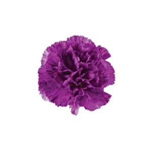 CARNATION, FLORIGENE "MOONSTRIKE"