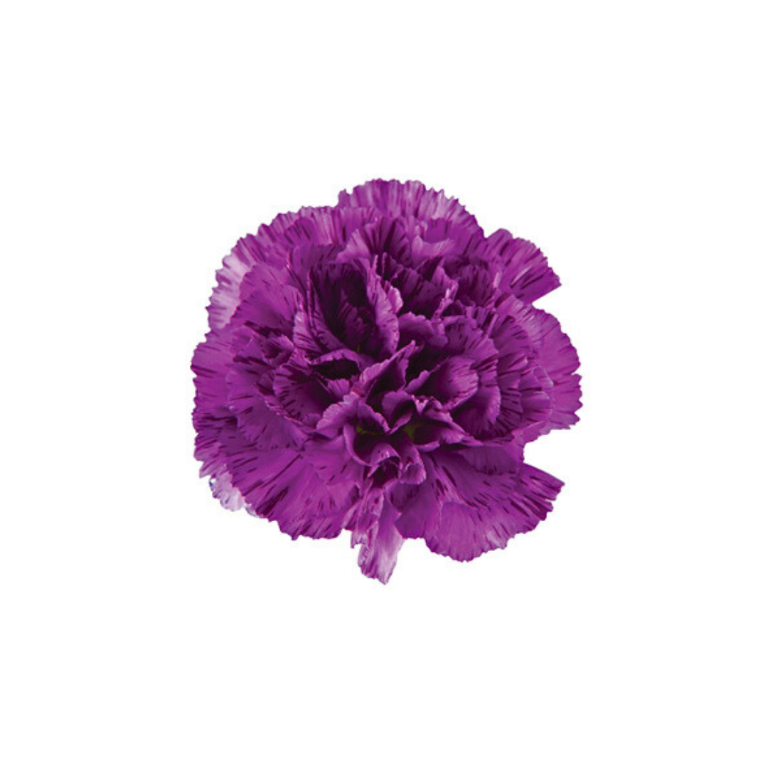 CARNATION, FLORIGENE "MOONSTRIKE"
