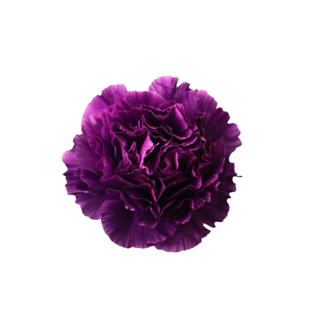 CARNATION, FLORIGENE "MOON TEA"