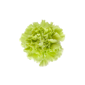 CARNATION, FANCY - GREEN