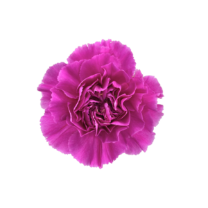 CARNATION, FANCY - LAVENDER
