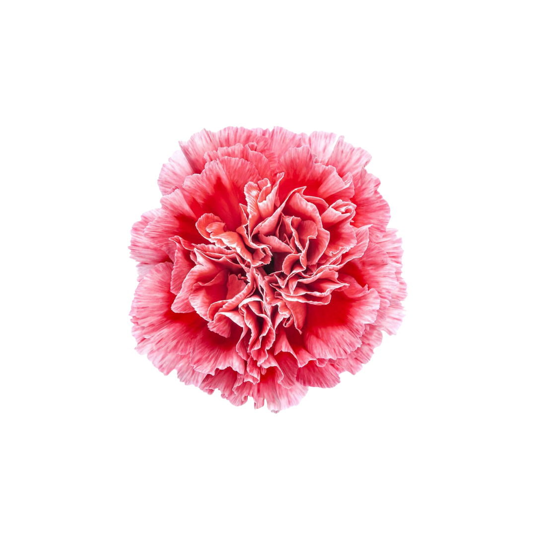 CARNATION, FANCY - NOVELTY