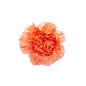 CARNATION, FANCY - ORANGE