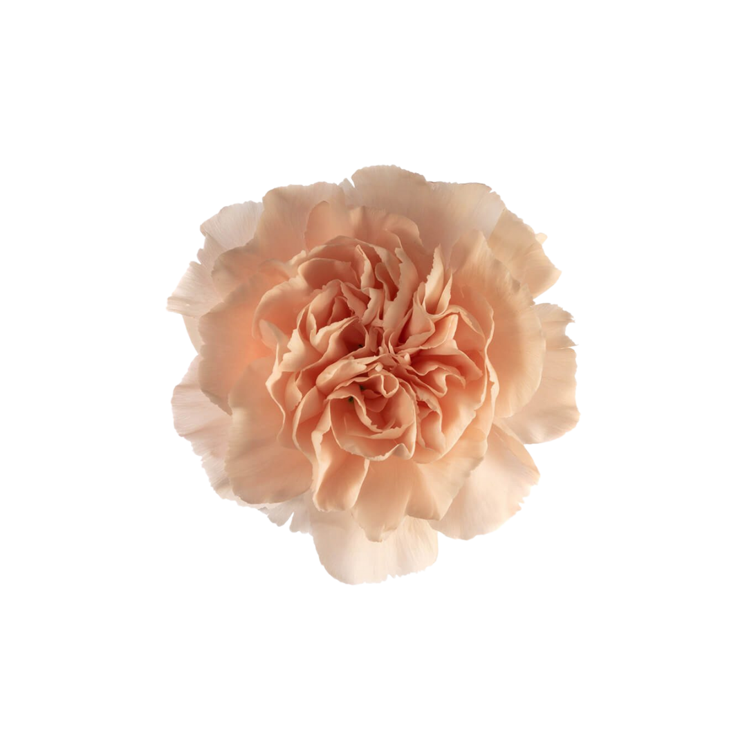CARNATION, FANCY - PEACH