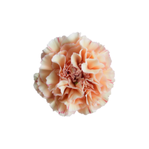 CARNATION, VINTAGE "APPLE TEA"