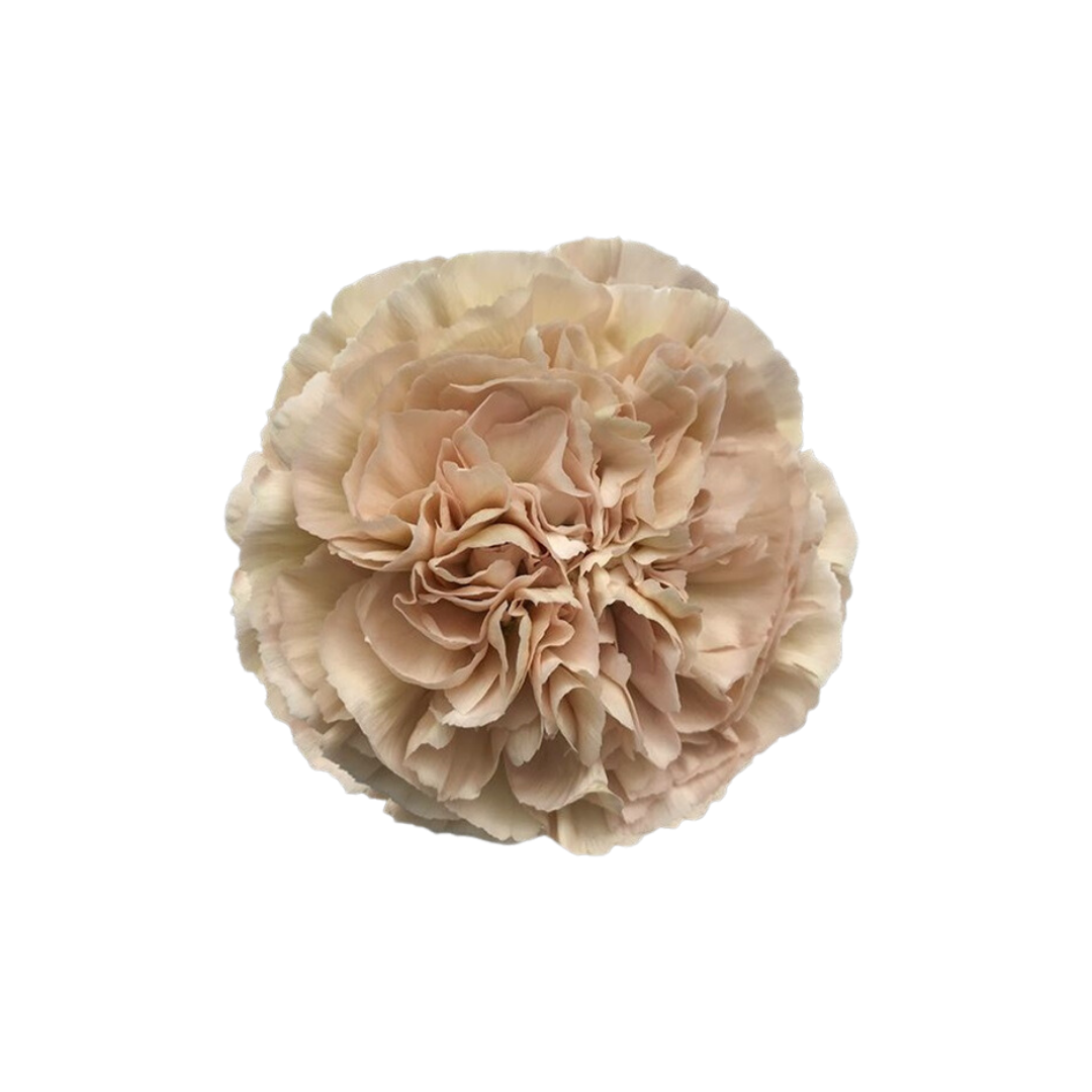 CARNATION, VINTAGE "LEGE MARRONE"