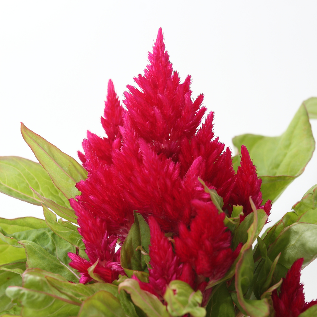 2" CELOSIA