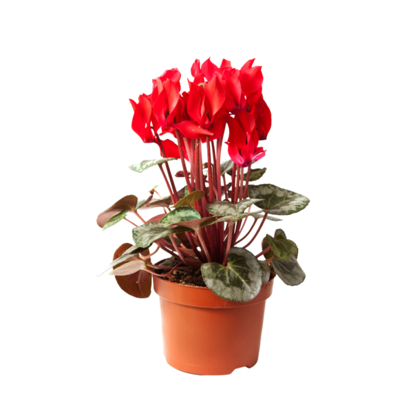 2" CYCLAMEN - Image 3