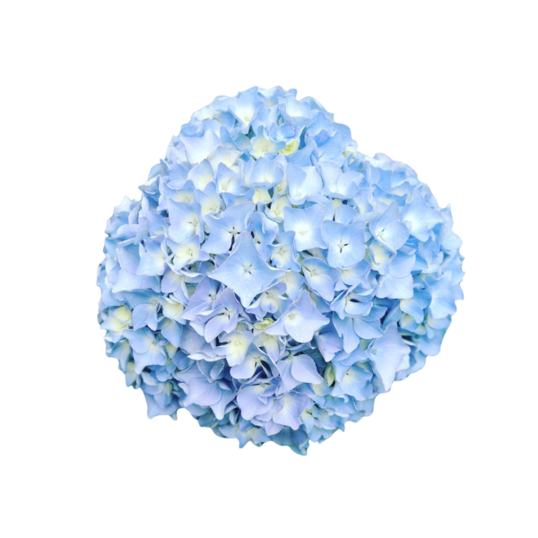 HYDRANGEA, BLUE - Image 2