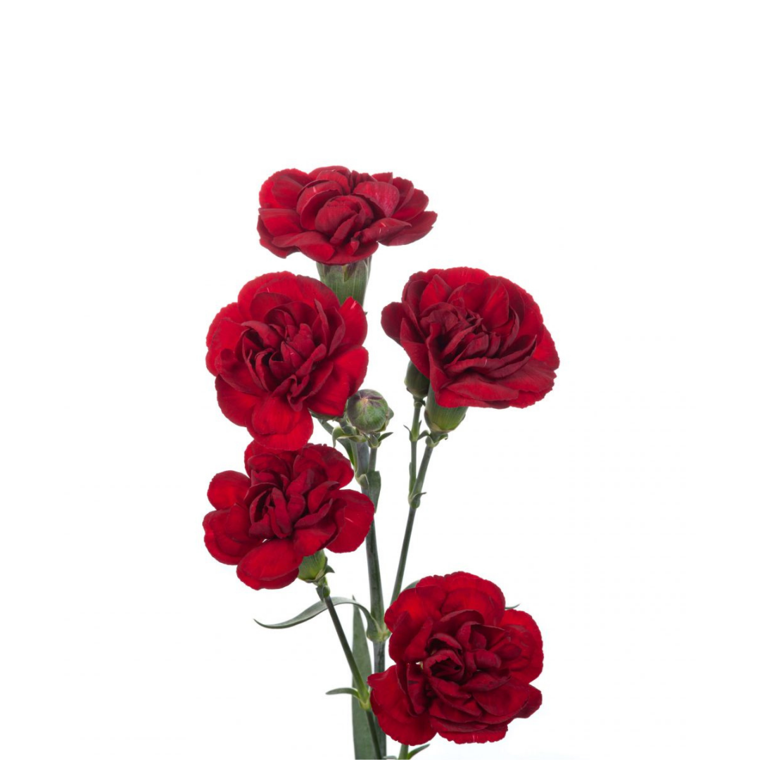 CARNATION, MINI - BURGUNDY