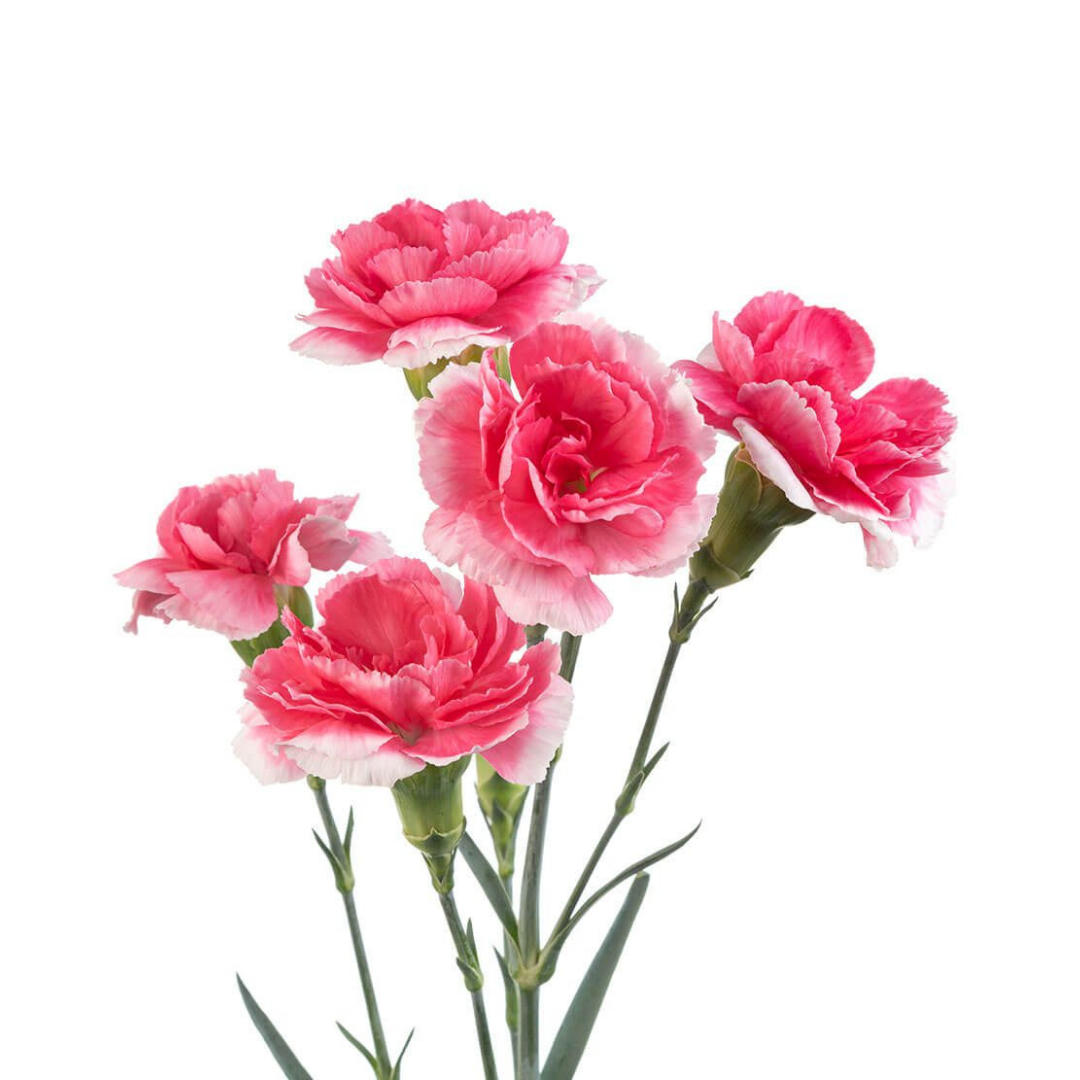 CARNATION, MINI - NOVELTY