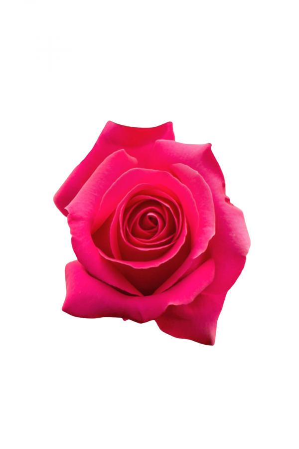 ROSE, 50CM DARK PINK, GOTCHA