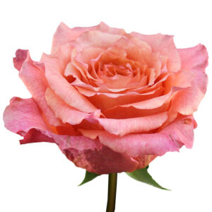 ROSE, 50CM NOVELTY, NATURE'S CHERRY