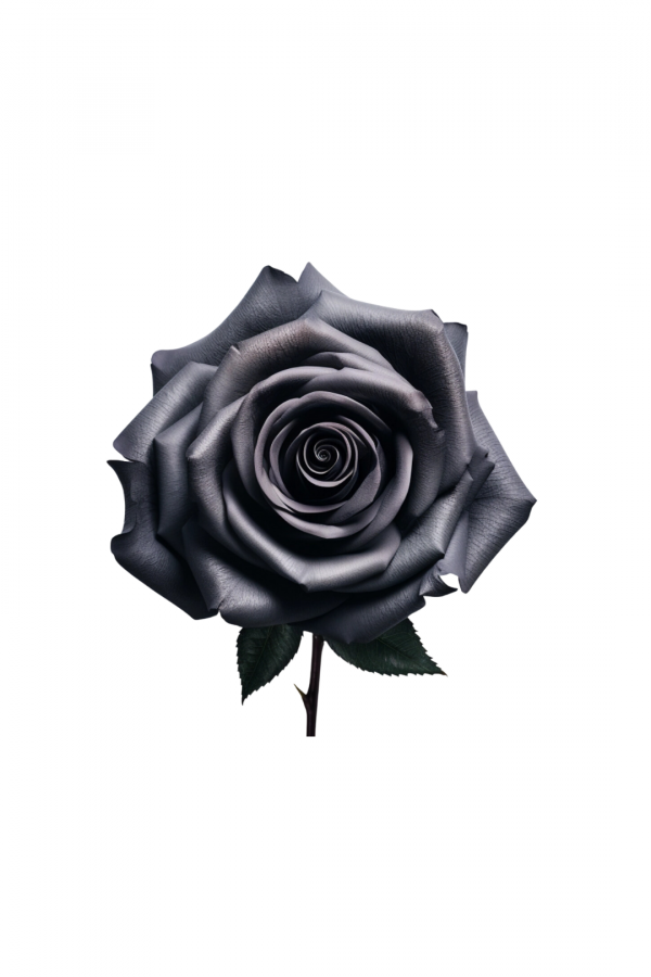 ROSE, 60CM TINTED, BLACK