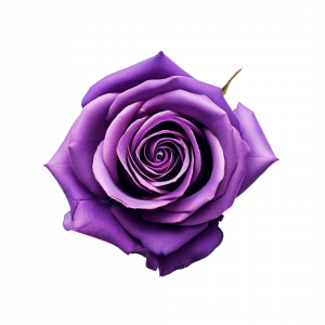 ROSE, 50CM TINTED, PURPLE