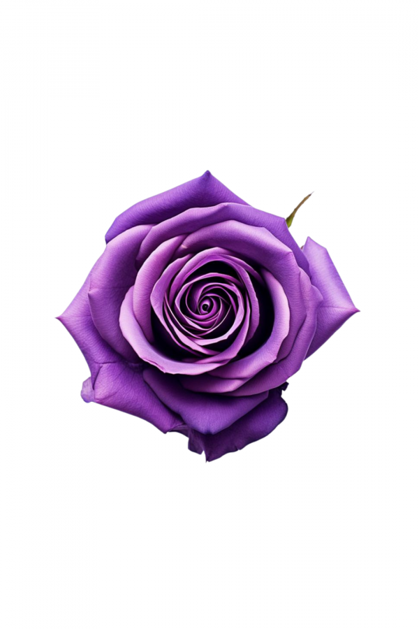 ROSE, 50CM TINTED, PURPLE