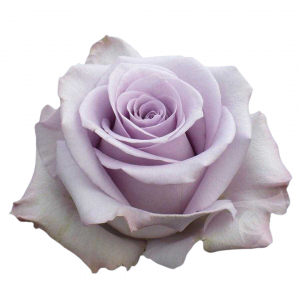 ROSE, 50CM LAVENDER, OCEAN SONG