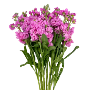 STOCK, DARK PINK
