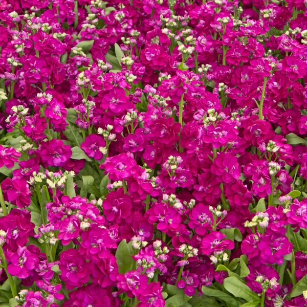 STOCK, FUSCHIA - Image 2