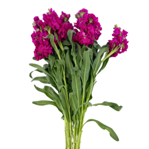STOCK, FUSCHIA