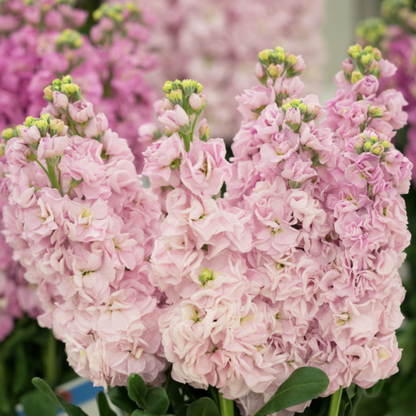 STOCK, PEACH - Image 2