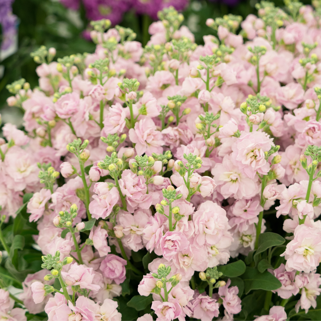 STOCK, PEACH - Image 3