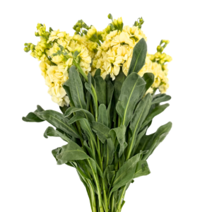 STOCK, YELLOW