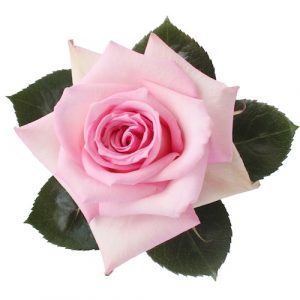 ROSE, 50CM PINK, SOPHIE
