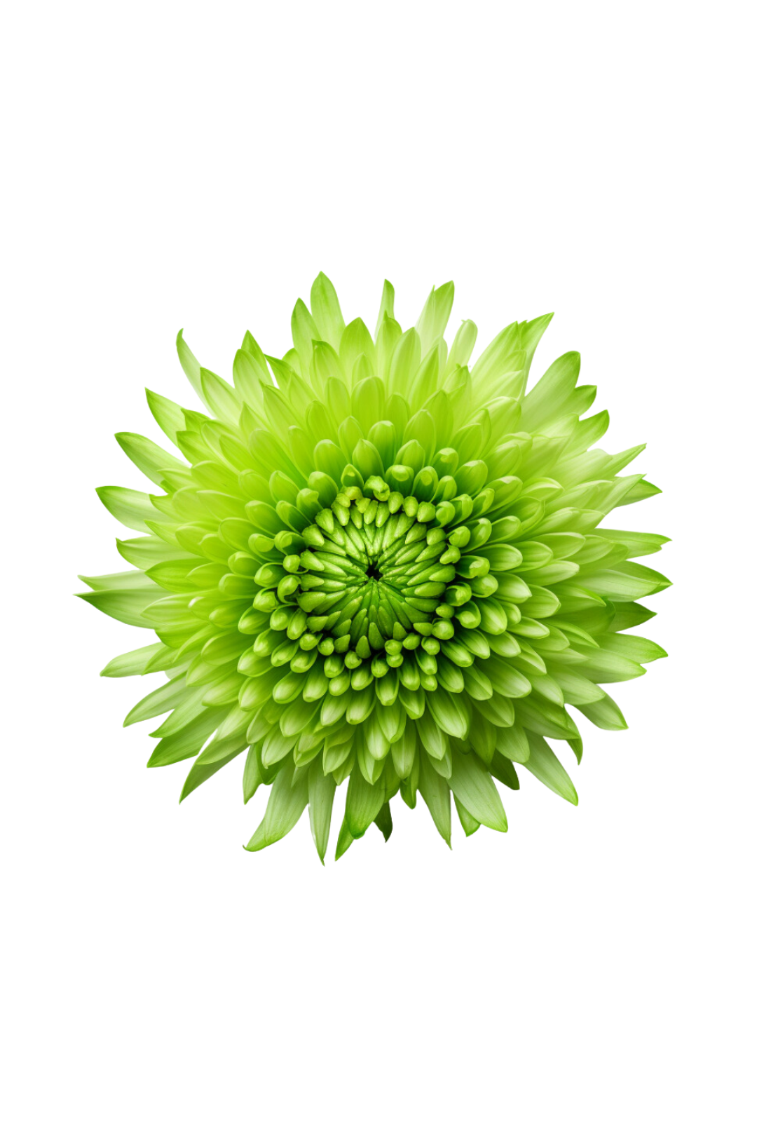 POM PON, SPIDER - GREEN