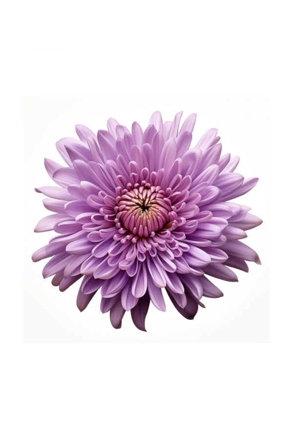 POM PON, SPIDER - LAVENDER
