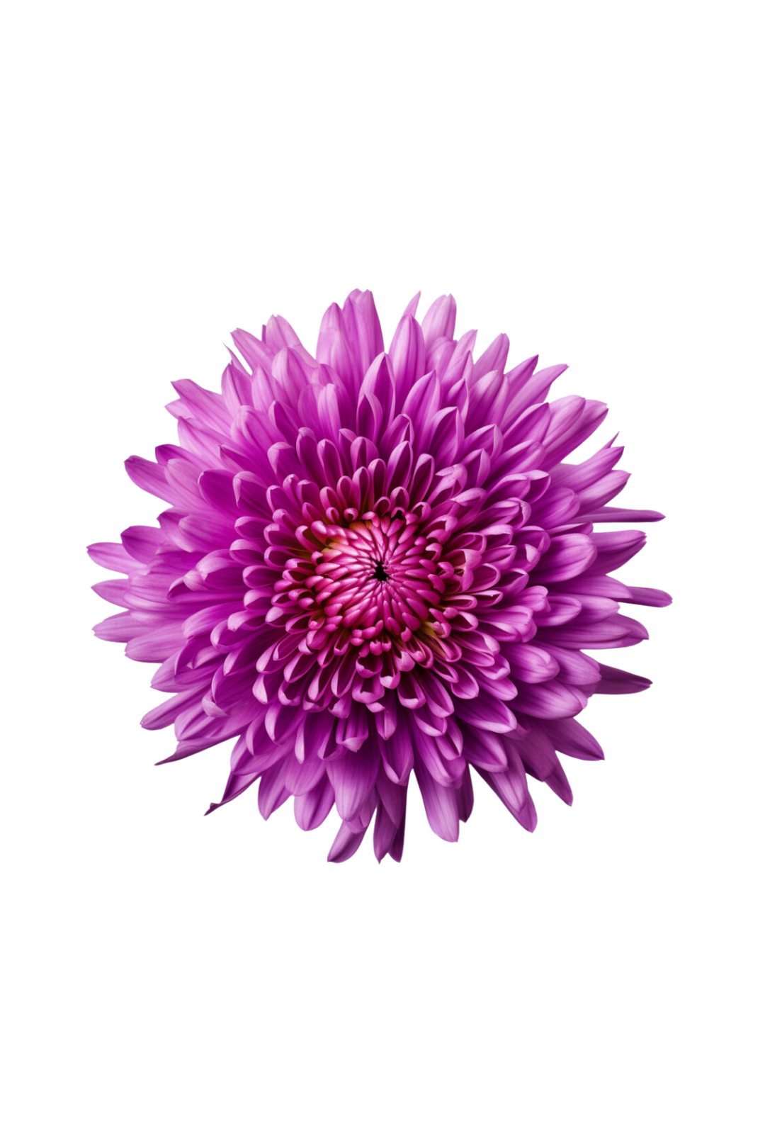 POM PON, SPIDER - PURPLE
