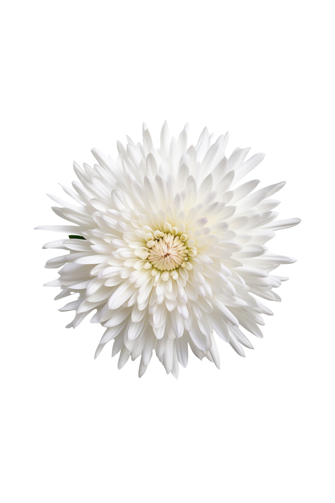 POM PON, SPIDER - WHITE